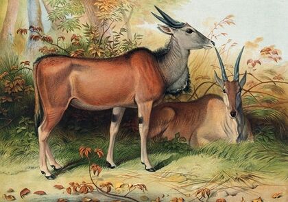 The Eland