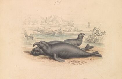 The Elephant Seal
