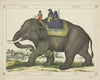 The elephant used to hunt other elephants (1829-1880)