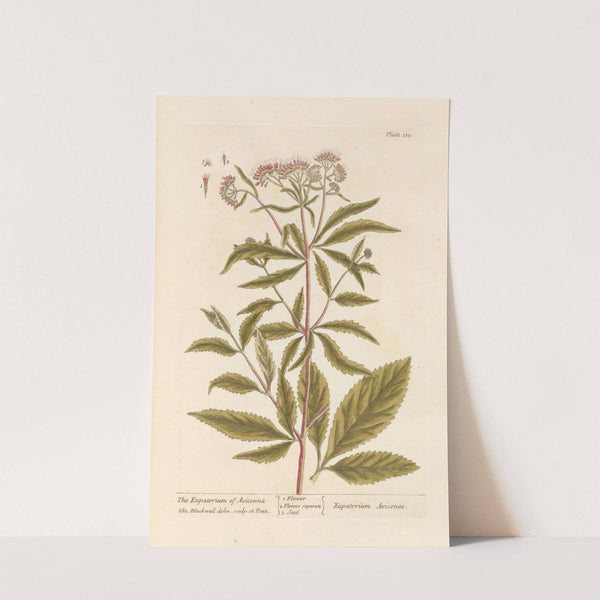 The eupatorium of avicenna (1739) by Elizabeth Blackwell