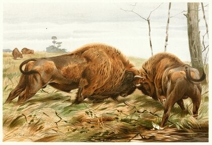 The European Bison (1893-1896)