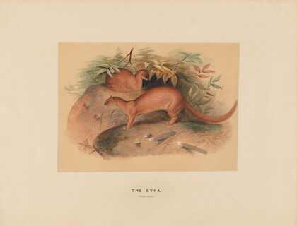 The Eyra