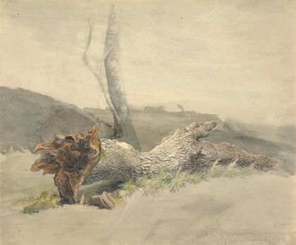 The Fallen Tree