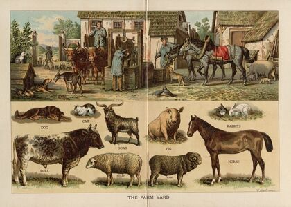 The Farm yard