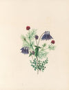 The fête of the flowers Pl.05