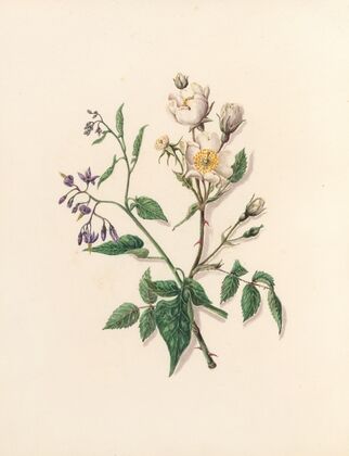 The fête of the flowers Pl.11