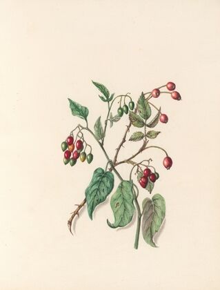 The fête of the flowers Pl.12