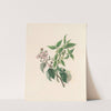 The fête of the flowers Pl.13 by Jane Elizabeth Giraud
