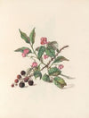 The fête of the flowers Pl.14