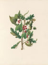 The fête of the flowers Pl.16