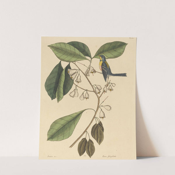 The Finch Creeper (Parus americanus) by Mark Catesby