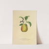 The Flemish Beauty Pear (1872) by Dellon Marcus Dewey