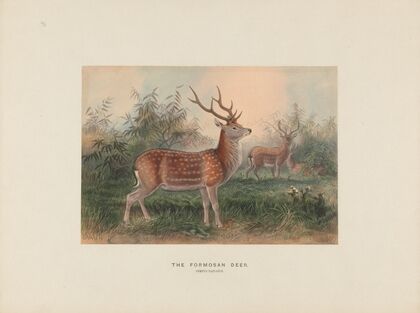 The Formosan Deer