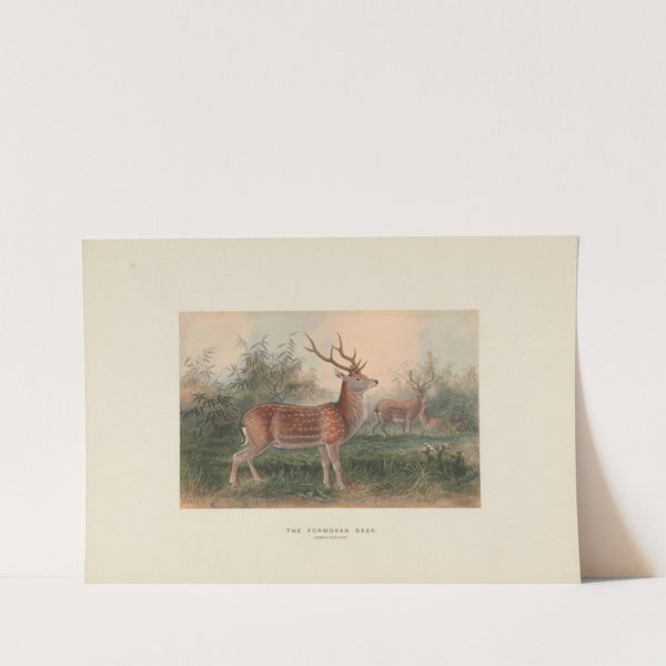 The Formosan Deer by Joseph Wolf