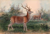 The Formosan Deer