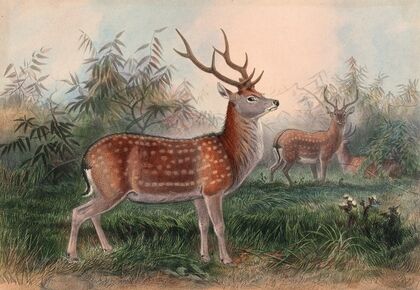 The Formosan Deer