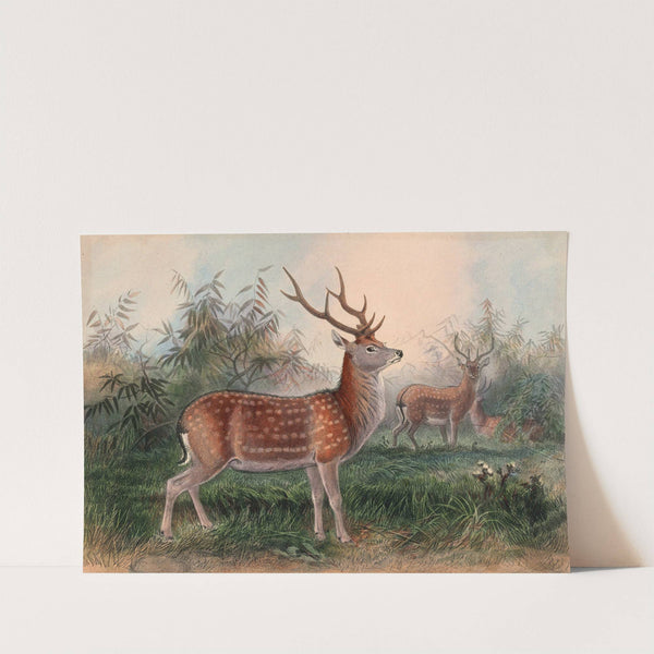 The Formosan Deer by Joseph Wolf