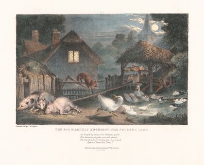 The Fox Silently Entering the Poultry Yard
