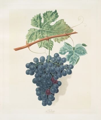 The Frankindale grape. (1812)
