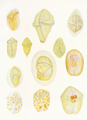 The free-living unarmored dinoflagellata pl 1