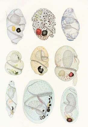The free-living unarmored dinoflagellata pl 11