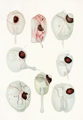 The free-living unarmored dinoflagellata pl 12