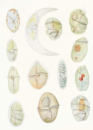 The free-living unarmored dinoflagellata pl 2 — size preview