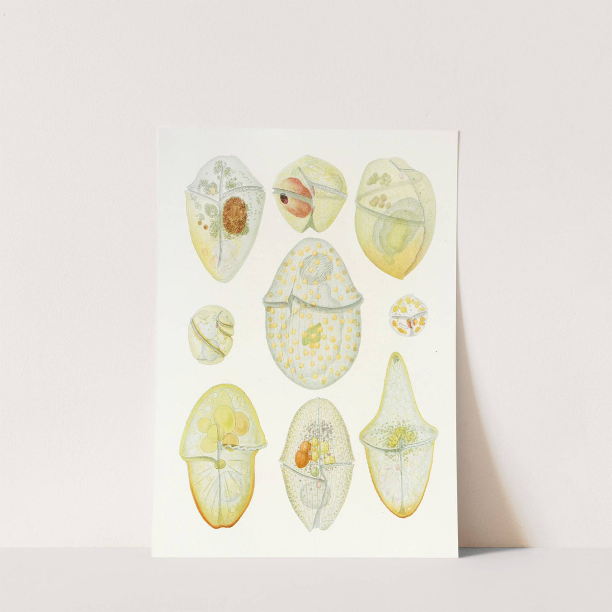 The free-living unarmored dinoflagellata pl 3 by Charles Atwood Kofoid