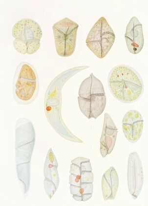 The free-living unarmored dinoflagellata pl 4 — size preview