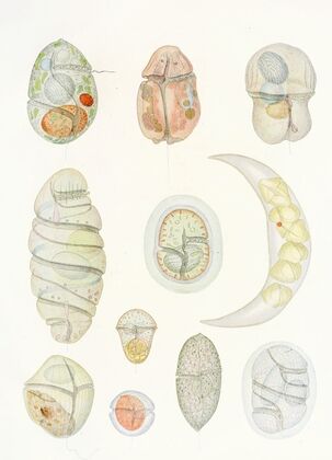 The free-living unarmored dinoflagellata pl 5