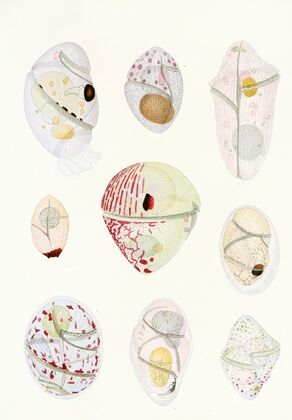 The free-living unarmored dinoflagellata pl 6