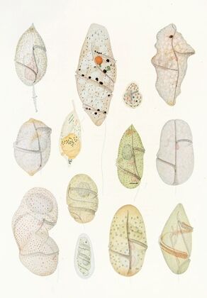 The free-living unarmored dinoflagellata pl 7 — size preview
