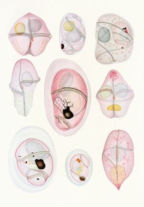 The free-living unarmored dinoflagellata pl 8