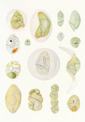 The free-living unarmored dinoflagellata pl 9 — size preview