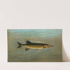 The Fresk Water Drum, or Sheepshead, Aplodinotus grunniens. (1898) by John L. Petrie