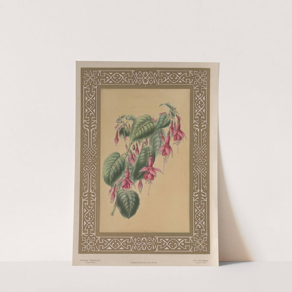 The Fuchsia by James Andrews