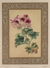 The Geranium
