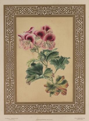 The Geranium