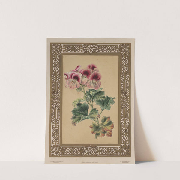 The Geranium by James Andrews