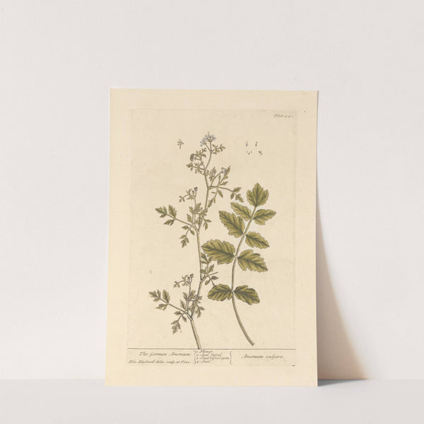 The German amomum (1739) by Elizabeth Blackwell