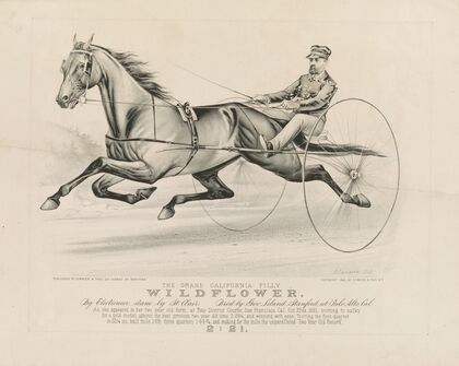 The grand California filly Wildflower; by Electioneer – dam, by St. Clair. bred by Gov. Leland Stanford, at Palo Alto, Cal. (1883) — size preview