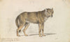 The Gray Wolf (1837)