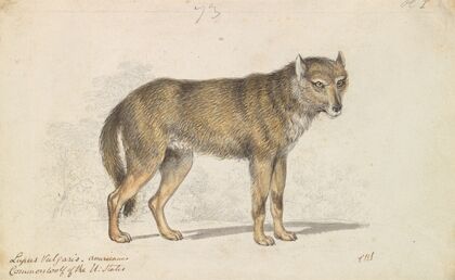 The Gray Wolf (1837)