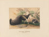 The Great Anteater