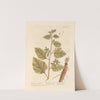 The great burdock by Elizabeth Blackwell