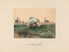 The Great Bustard