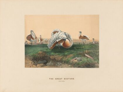 The Great Bustard