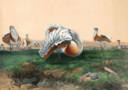 The Great Bustard