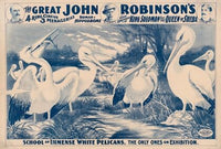 The great John Robinson’s 4 ring circus…School of immense white pelicans, the only ones on exhibition (1900)