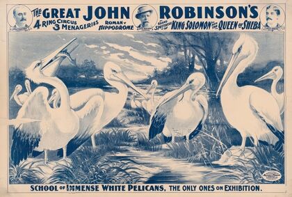 The great John Robinson’s 4 ring circus…School of immense white pelicans, the only ones on exhibition (1900)